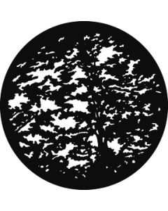 Giant Trees