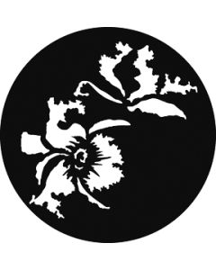 Exotic Flowers