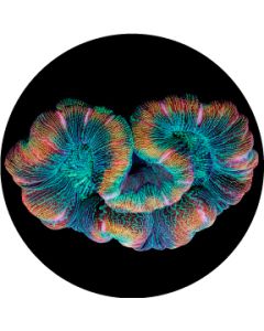Floating Coral