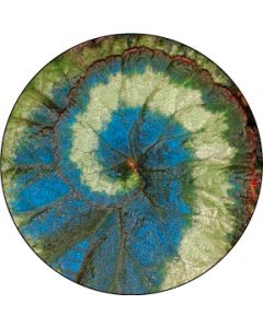 Spiral leaf
