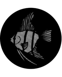 Meshed Angel Fish