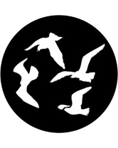 Gulls