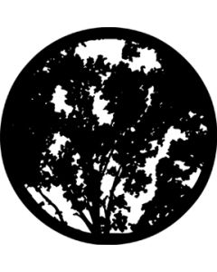 Summer Branches