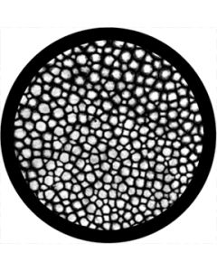Mitosis
