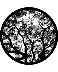 Skyward