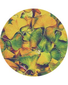 Ginko