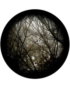 Autumn Branches