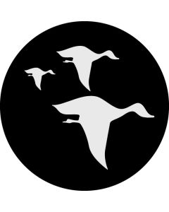 Flying Birds