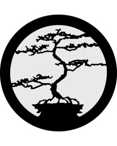 Bonsai 1