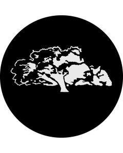 Oak Tree