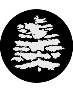 Cedar