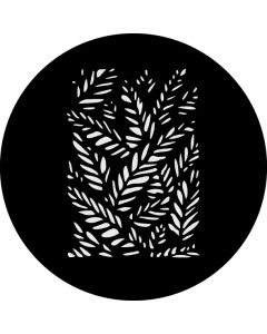 Fern